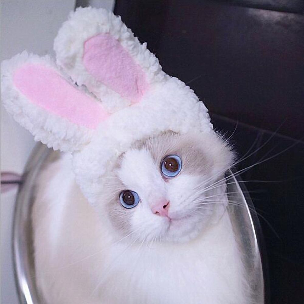 Cute Pet Rabbit Ears Hat For Cat Cosplay Clothes Fancy Pet