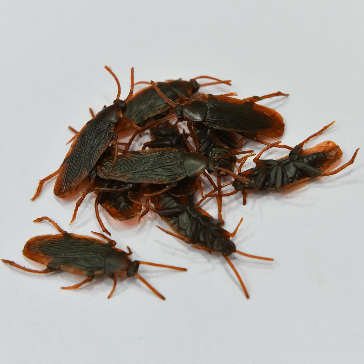 12 Pcs Halloween Simulated Plastic Cockroaches