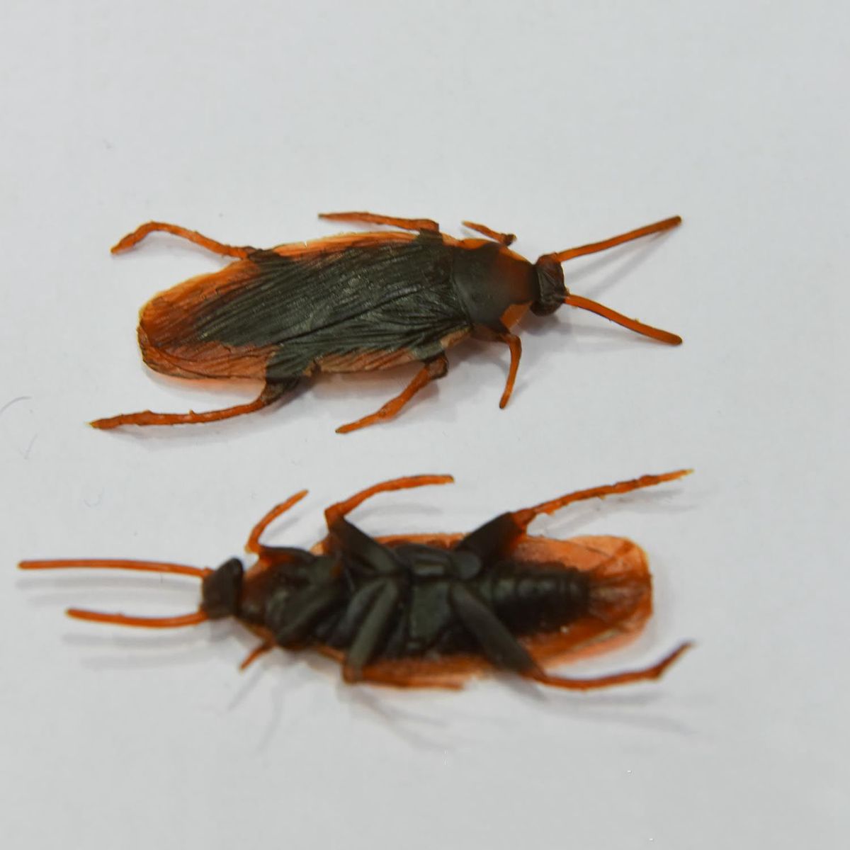 12 Pcs Halloween Simulated Plastic Cockroaches