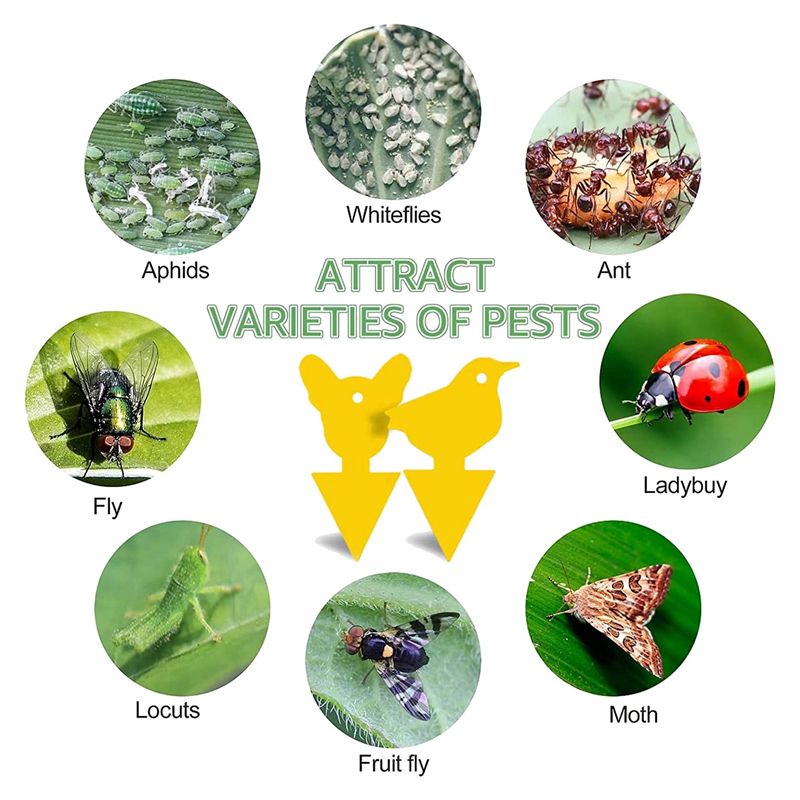 24 Pcs Sticky Traps for Fruit Fly,Whitefly,Fungus