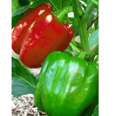 Sakata Red Bell Pepper Seed - California Wonder 300 Tmr - 10g