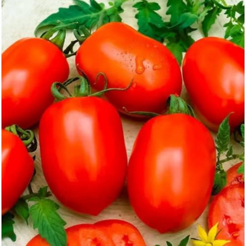 Hybrid Tomato Seeds -1000 Seeds