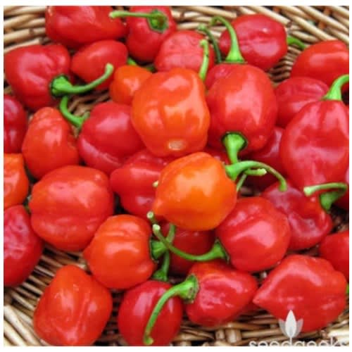 Carribean Red Habanero Pepper Seeds -10 Grams