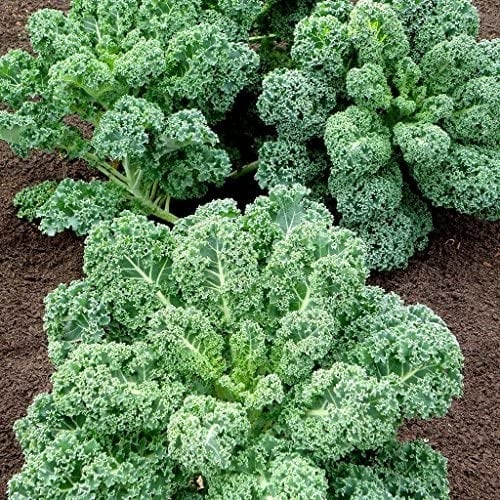 Curly Kale Seeds - 2500 Seeds