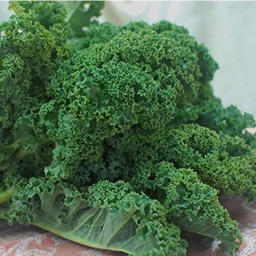 Curly Kale Seeds - 2500 Seeds