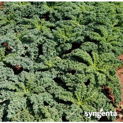 Curly Kale Seeds - 2500 Seeds