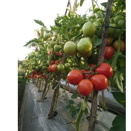 Technisem Hybrid Tomato Seeds - Cobra 26 F1 - 50g X 5 Tins