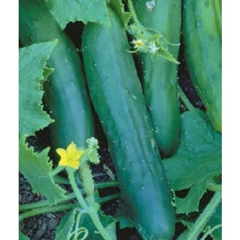 Marketmore Cucumber Seeds - 200 Grams - 2 Tins