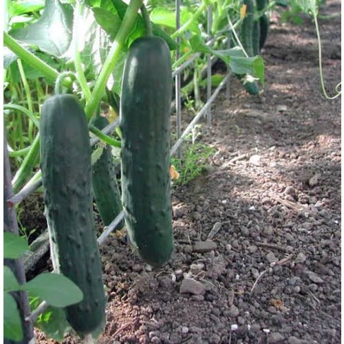 Marketmore Cucumber Seeds - 200 Grams - 2 Tins