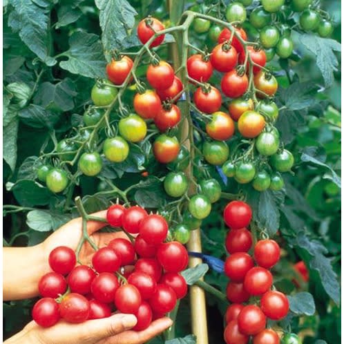 Cherry Tomato Seed- Bite Size - 2g