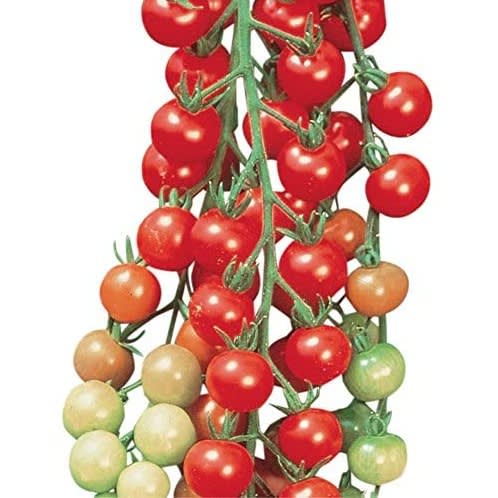 Cherry Tomato Seed- Bite Size - 2g