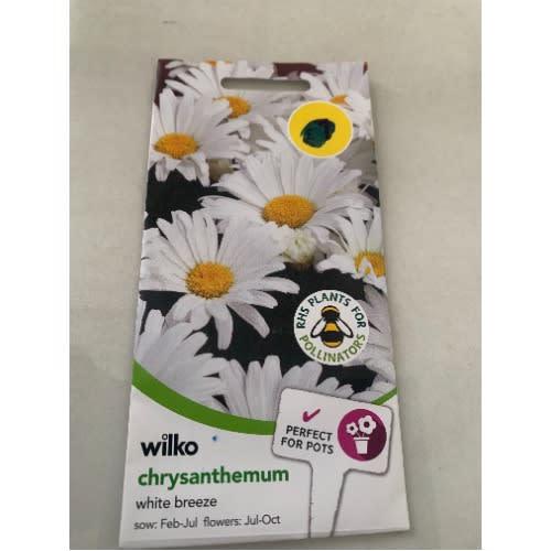 Chrysanthemum white Breeze Seeds -250 Seeds