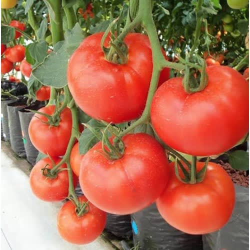 Hybrid Tomato Seeds - Cobra 26 F1 - 50g