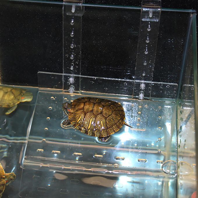 Hanging Hook Clear Acylic Turtle Ramp Shelf - Tortoise Basking