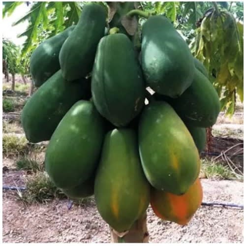 East West - Hybrid Dwarf Papaya Seed - Maradona F1 - 100 Seeds